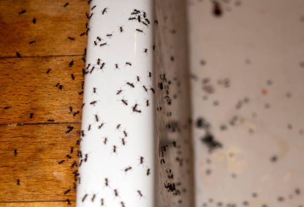 Best Wildlife Control Services  in Venetian Vlage, IL
